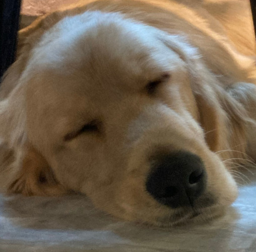🐕‍🦺 요즈미나 💤